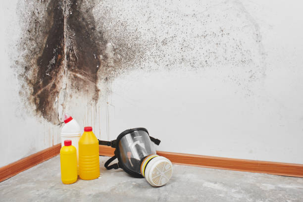 Best Affordable Mold Removal  in Overton, TX