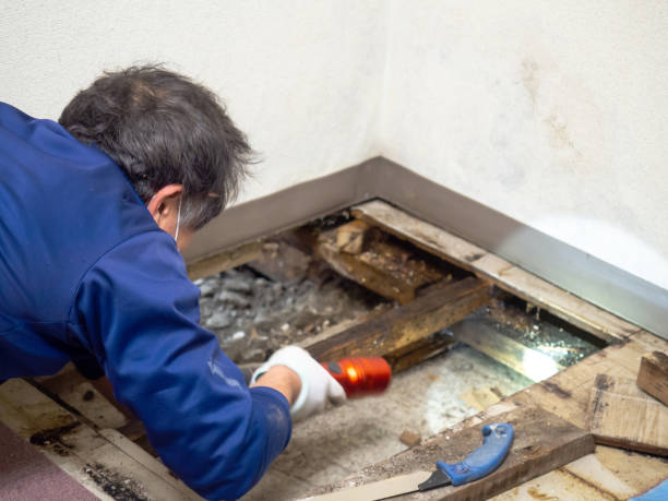 Best Attic Mold Removal  in Overton, TX