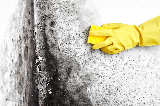 Best Certified Mold Removal  in Overton, TX