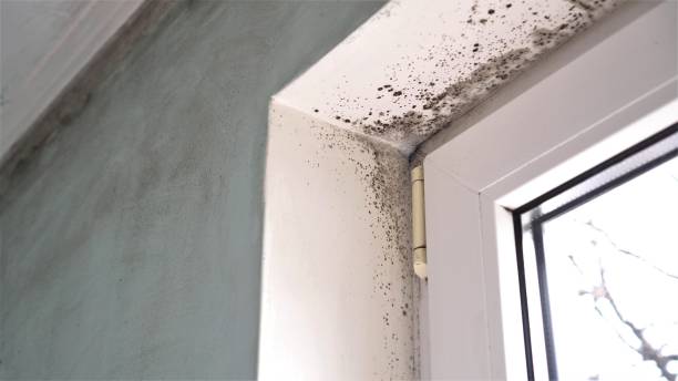 Best Black Mold Removal  in Overton, TX