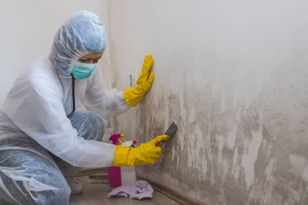 Best Home Mold Removal  in Overton, TX