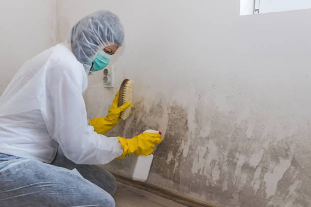 Best Toxic Mold Removal  in Overton, TX