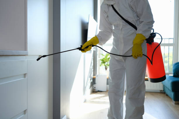 Best Black Mold Removal  in Overton, TX