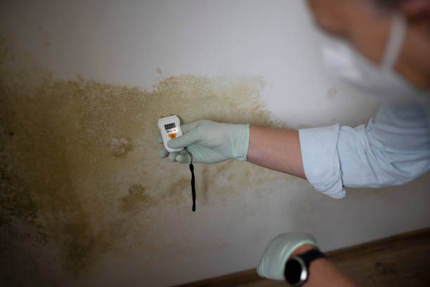 Best Mold Remediation Services  in Overton, TX