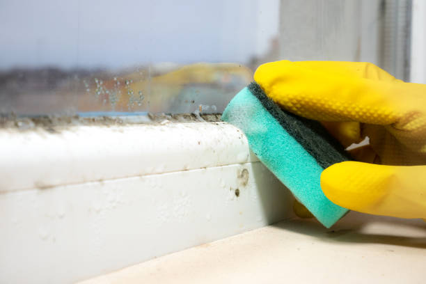Best Mold Remediation  in Overton, TX