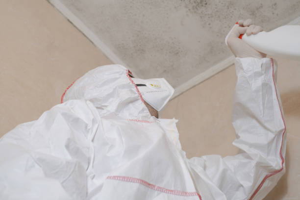 Best Mold Removal Company Near Me  in Overton, TX