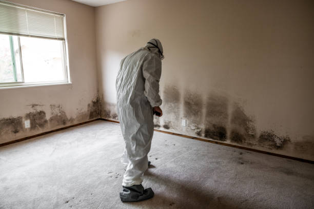 Trusted Overton, TX Mold Removal Experts