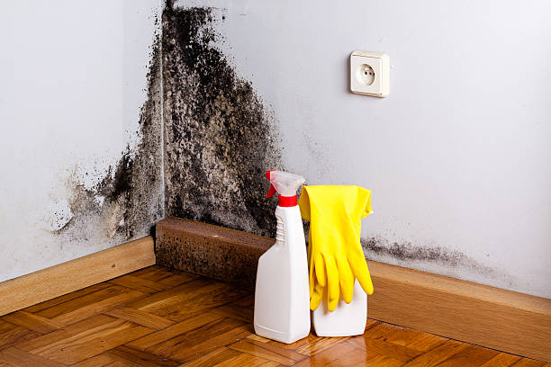 Mold Testing and Removal in Overton, TX