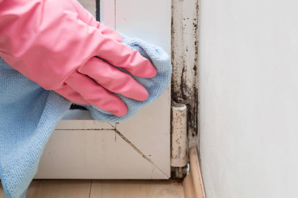 Best Mold Removal Near Me  in Overton, TX